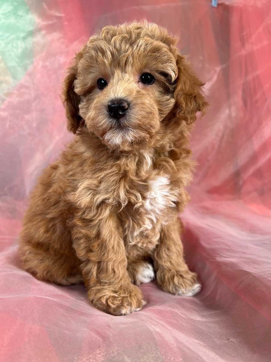 Female Apricot Mini Goldendoodle Pup for Sale $1200 DOB 1-12-2014